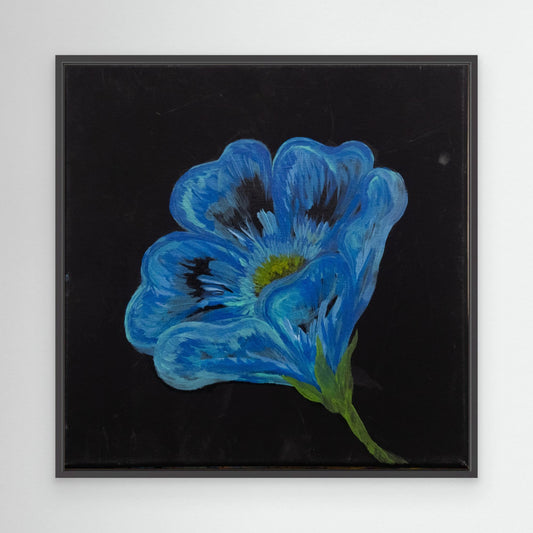 Blue Poppy