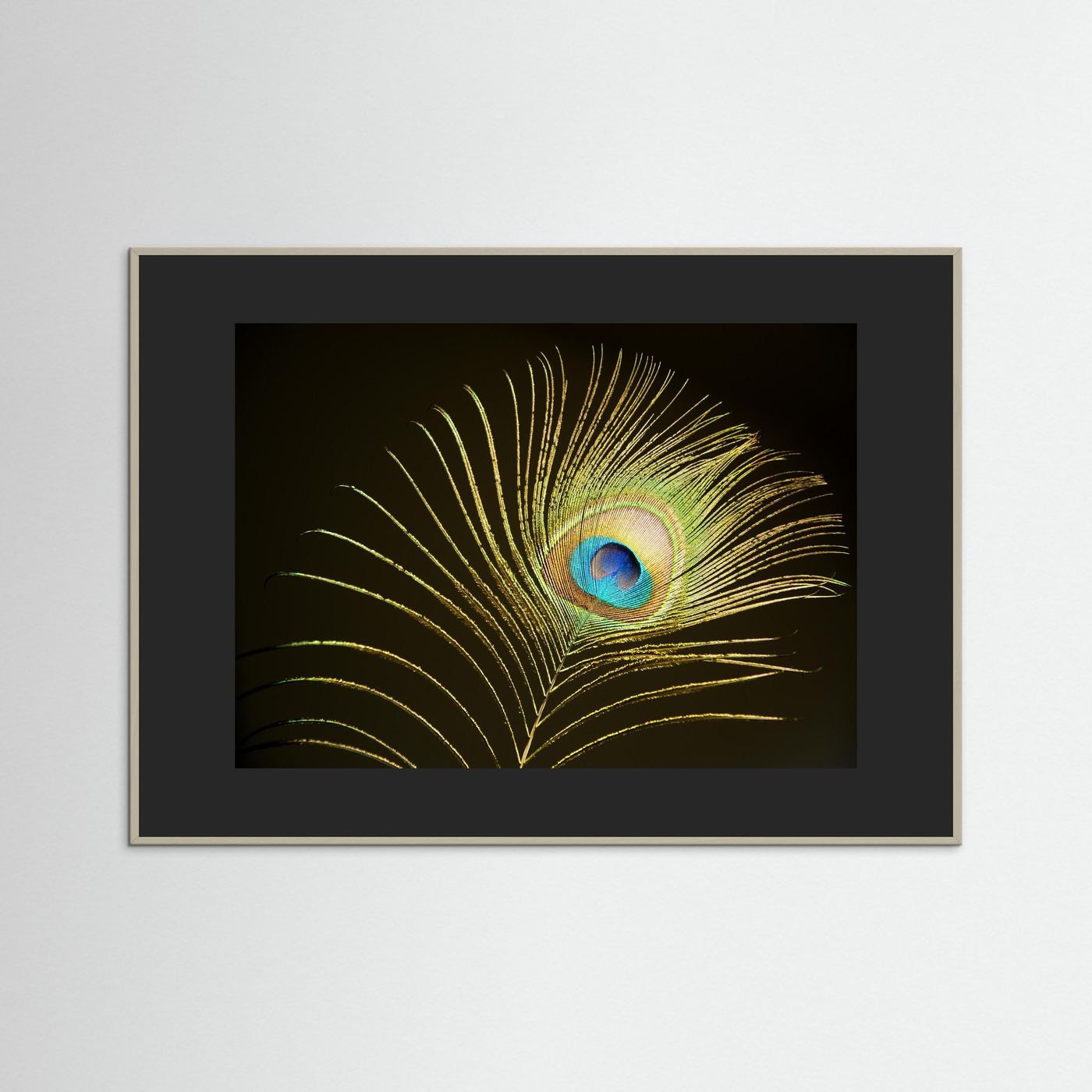 Peacock Feather in Sunlight