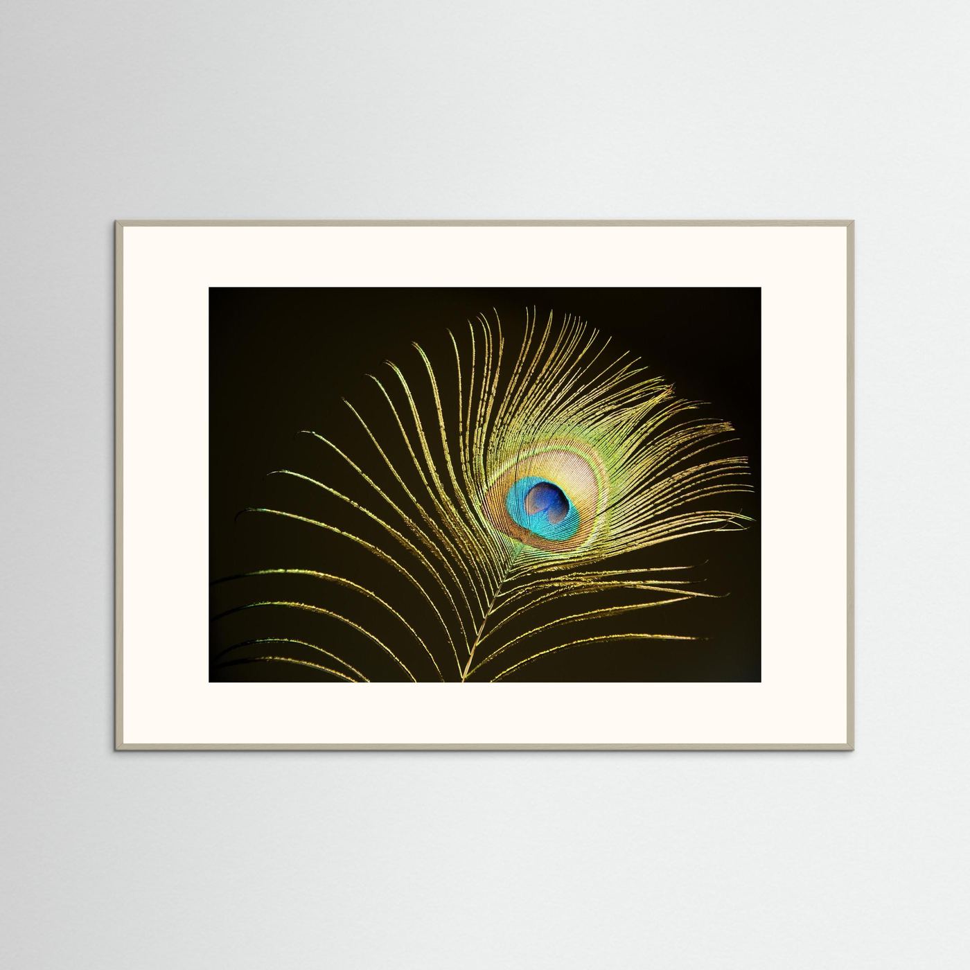 Peacock Feather in Sunlight