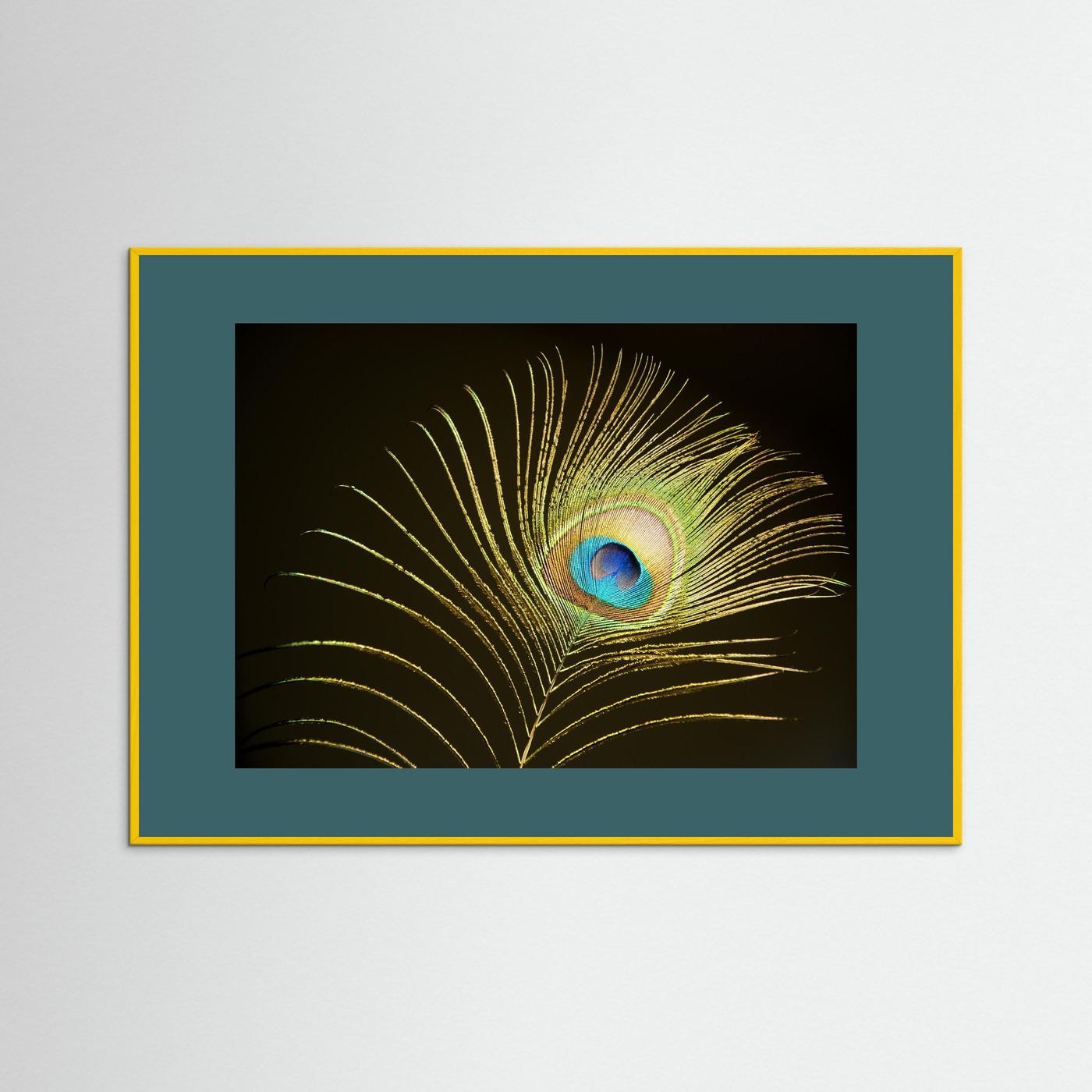 Peacock Feather in Sunlight