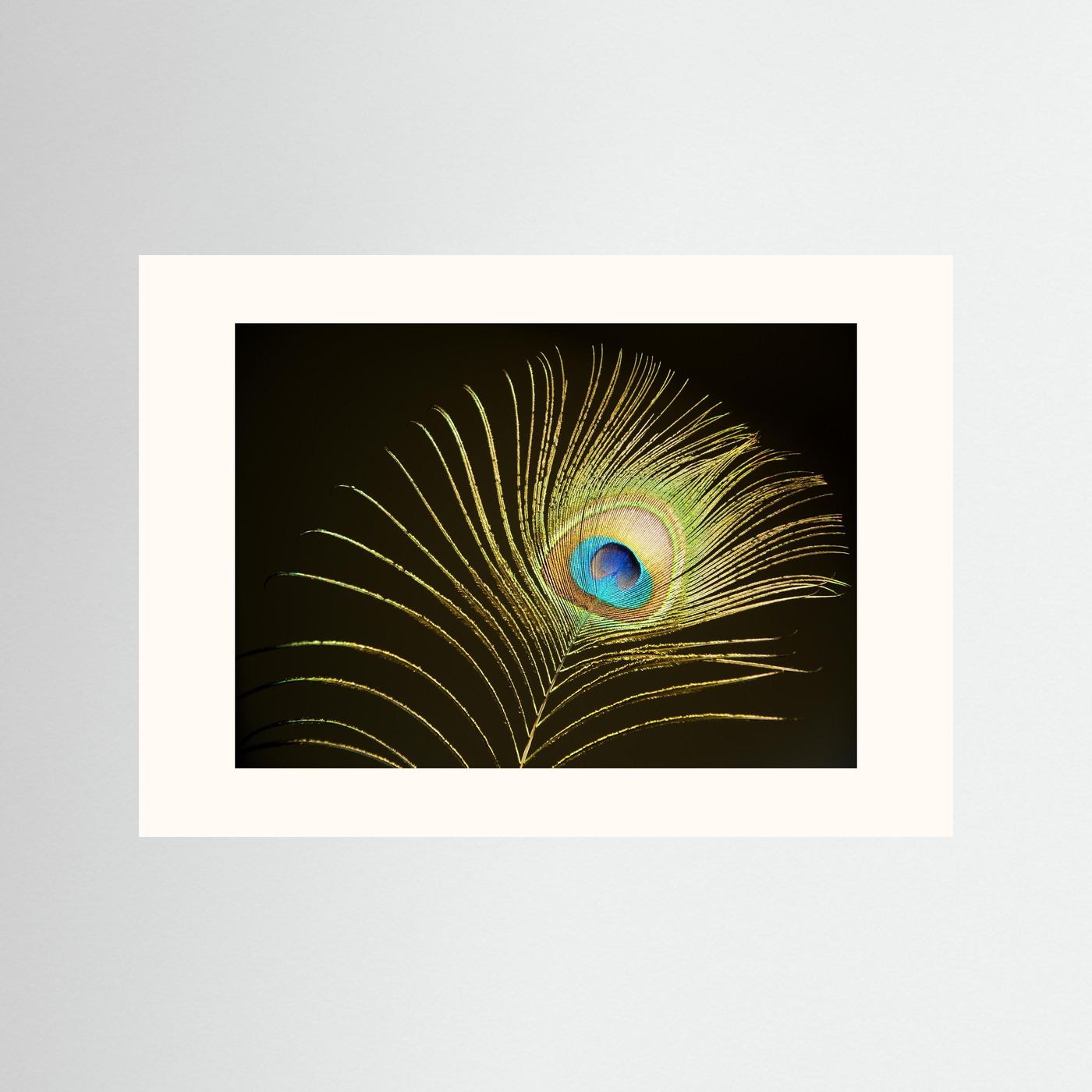 Peacock Feather in Sunlight
