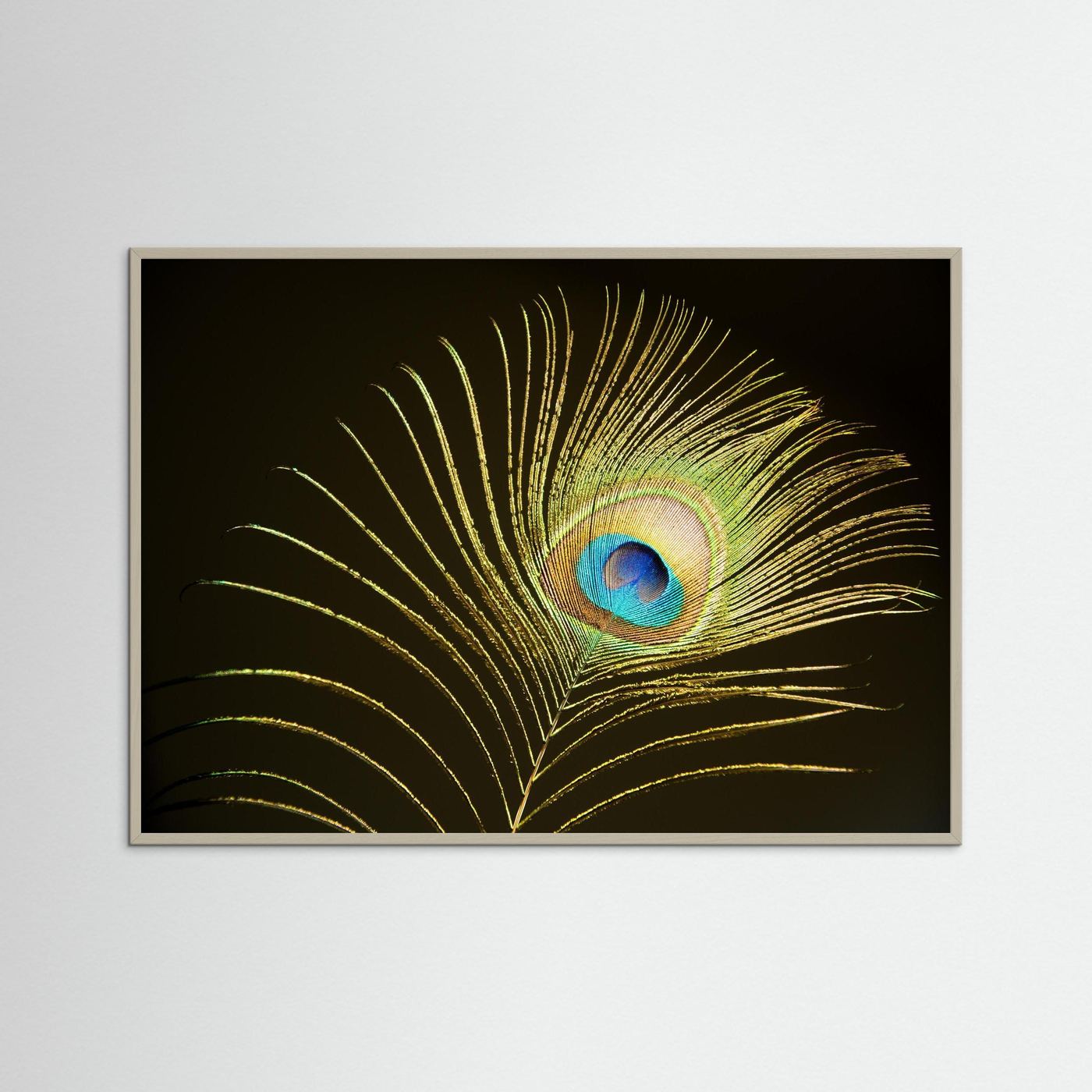 Peacock Feather in Sunlight