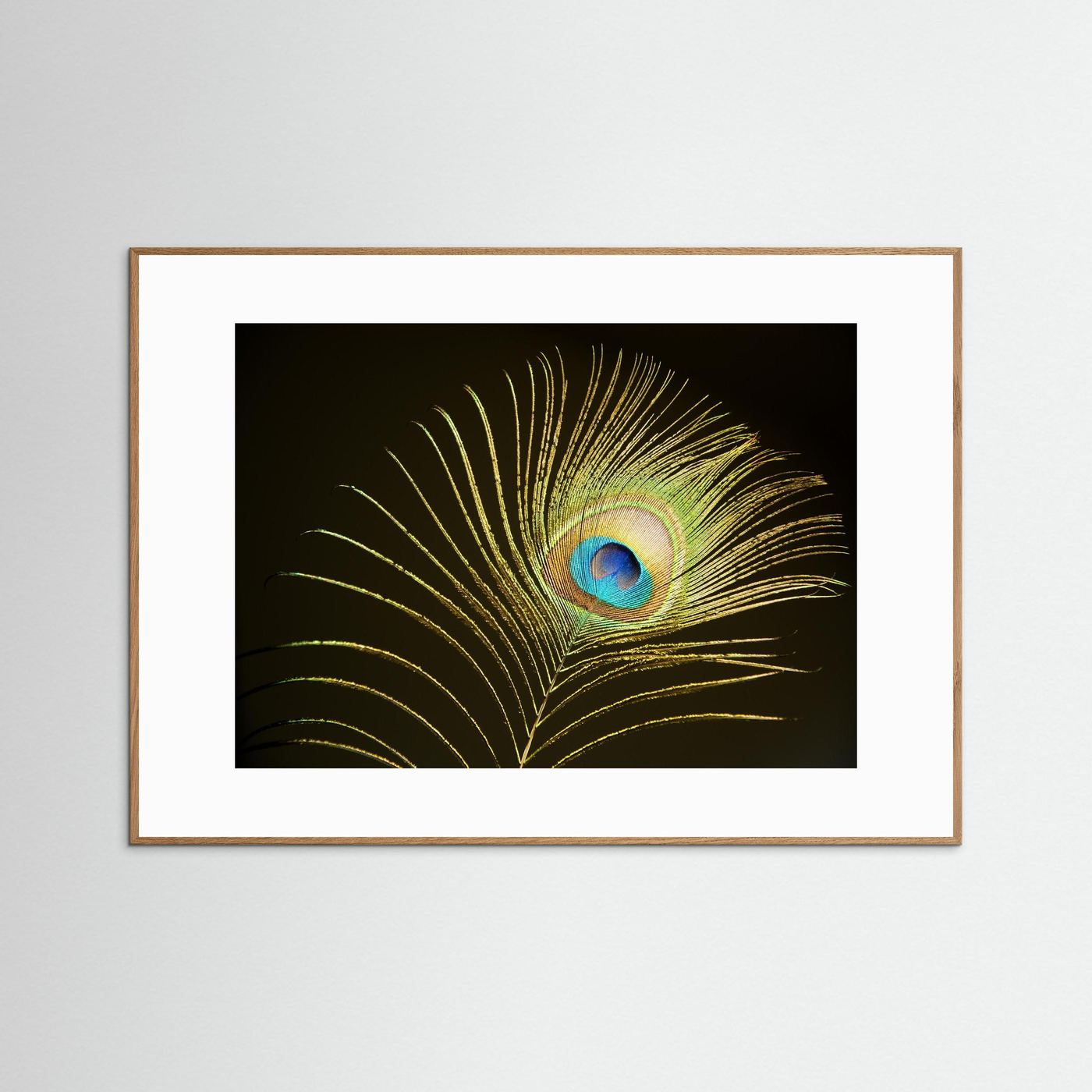 Peacock Feather in Sunlight