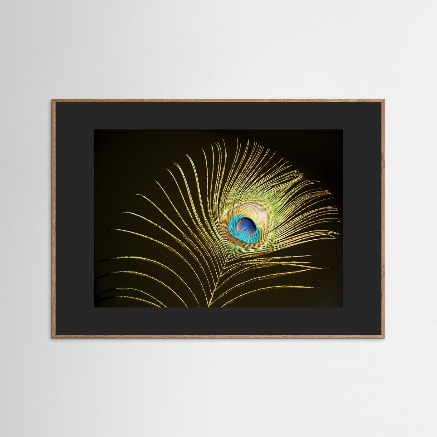 Peacock Feather in Sunlight