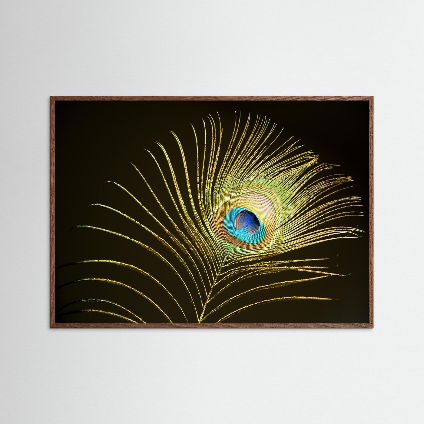 Peacock Feather in Sunlight