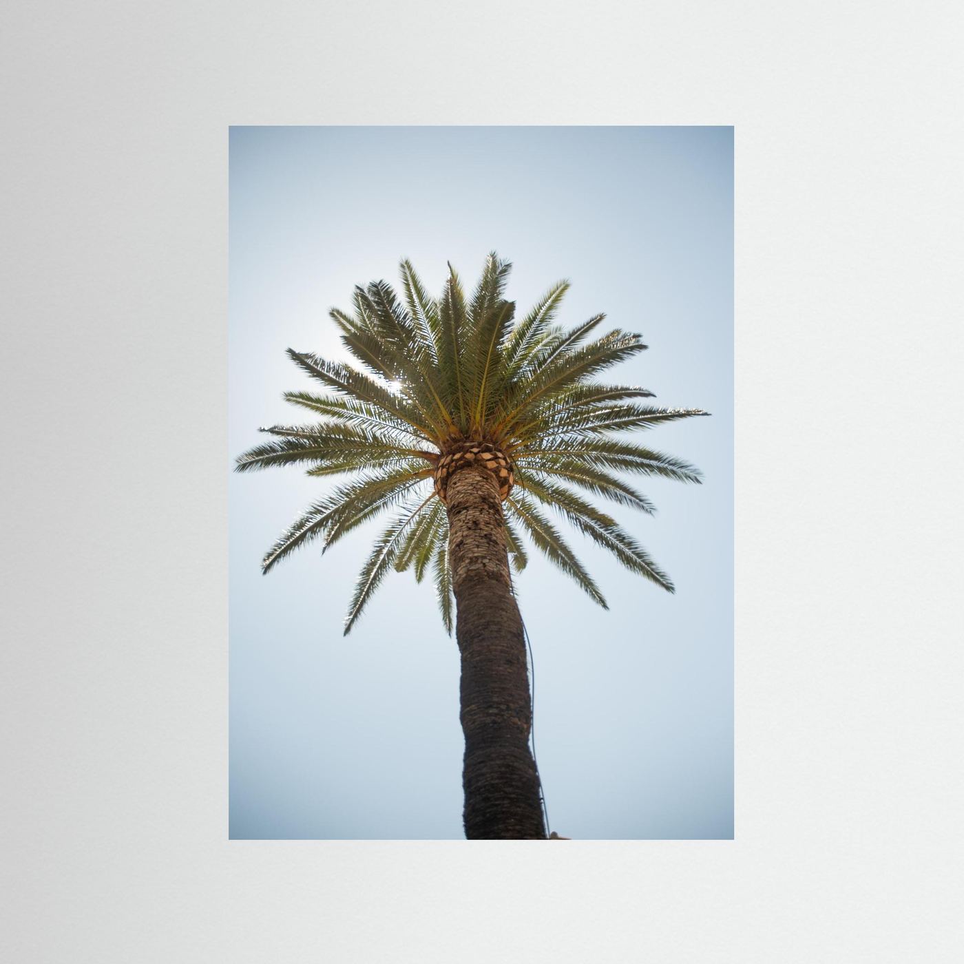 Under a Palm