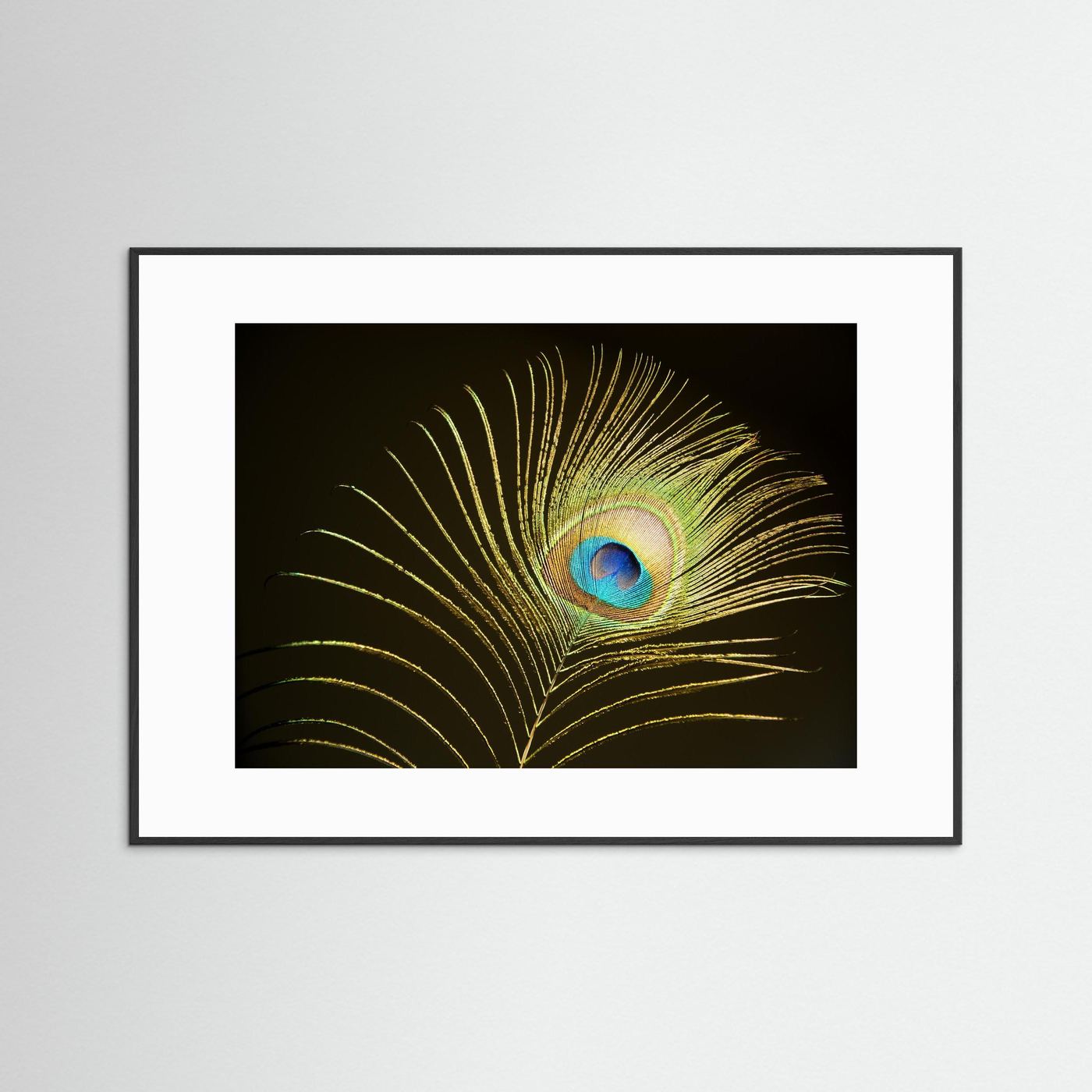 Peacock Feather in Sunlight