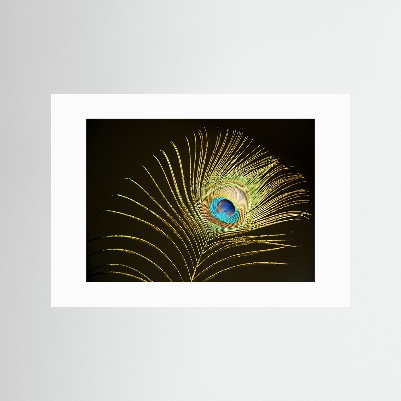 Peacock Feather in Sunlight