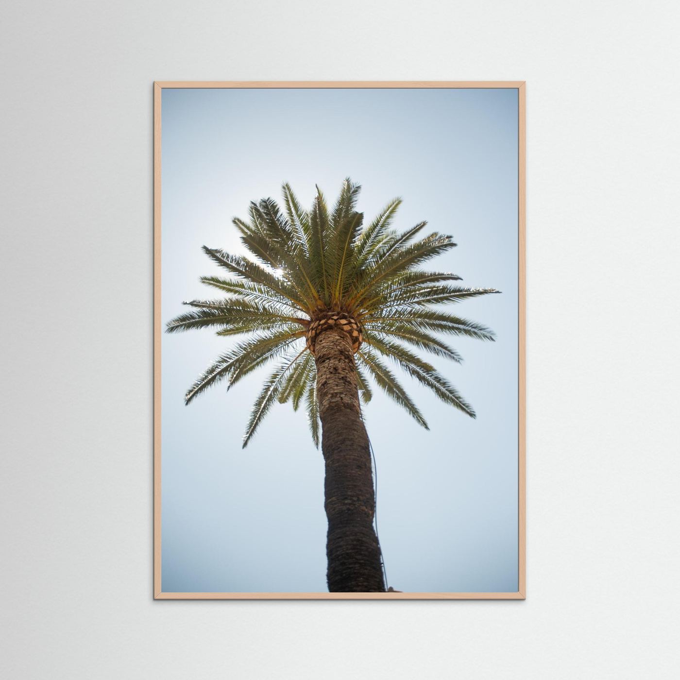 Under a Palm