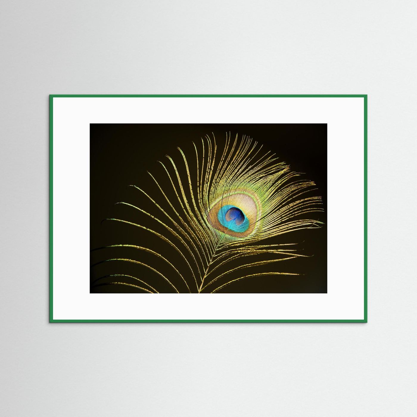 Peacock Feather in Sunlight