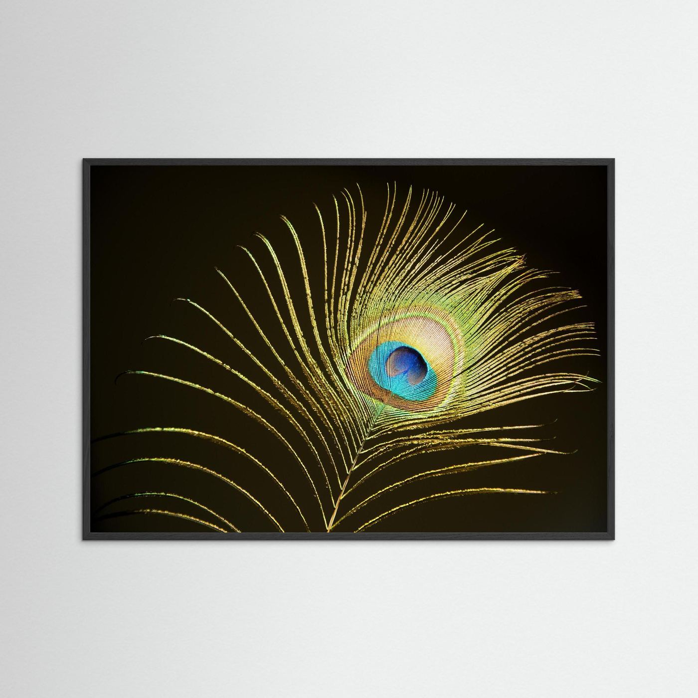 Peacock Feather in Sunlight