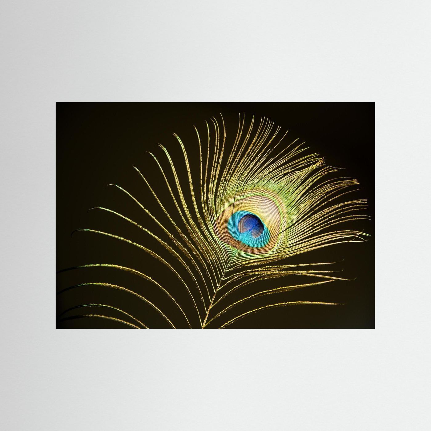 Peacock Feather in Sunlight