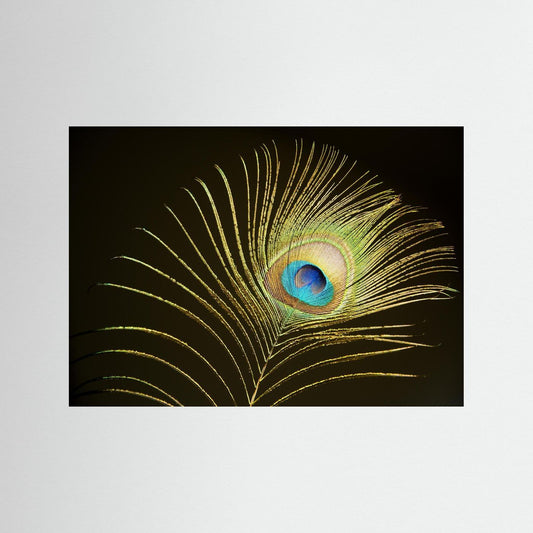 Peacock Feather in Sunlight