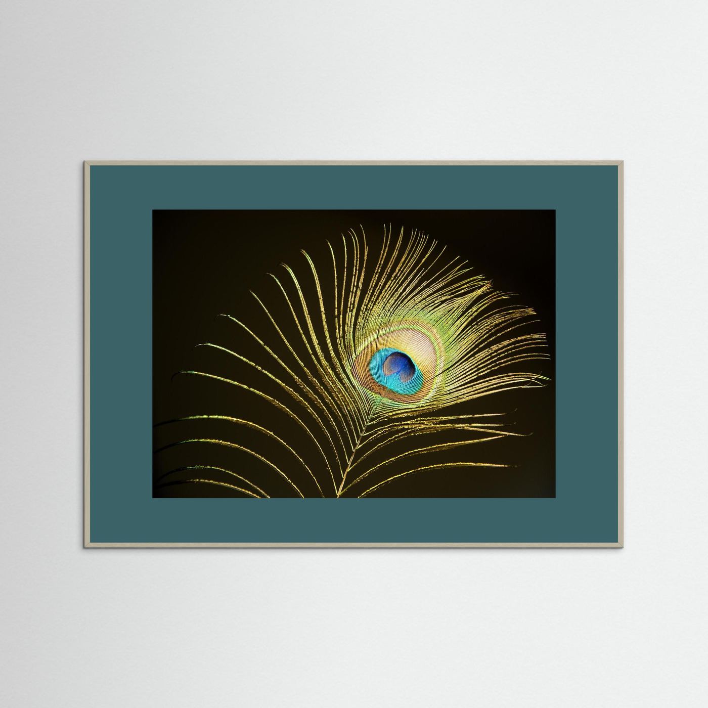 Peacock Feather in Sunlight