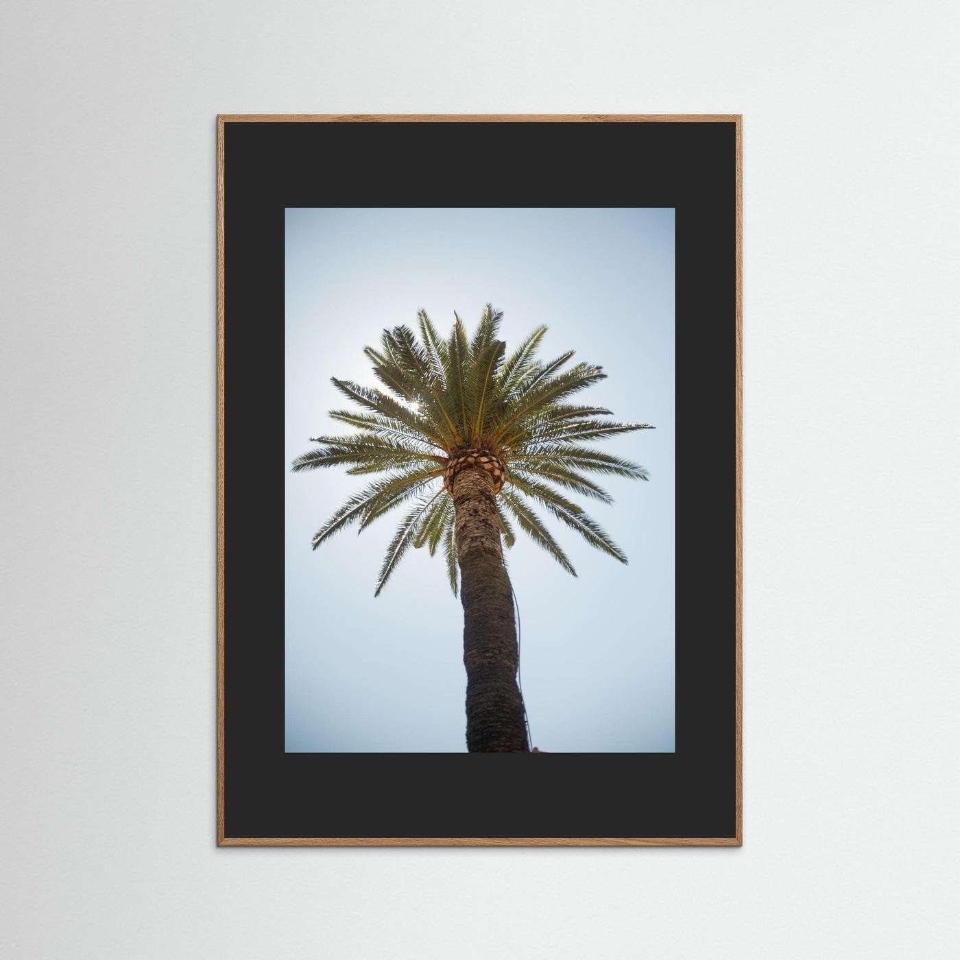 Under a Palm
