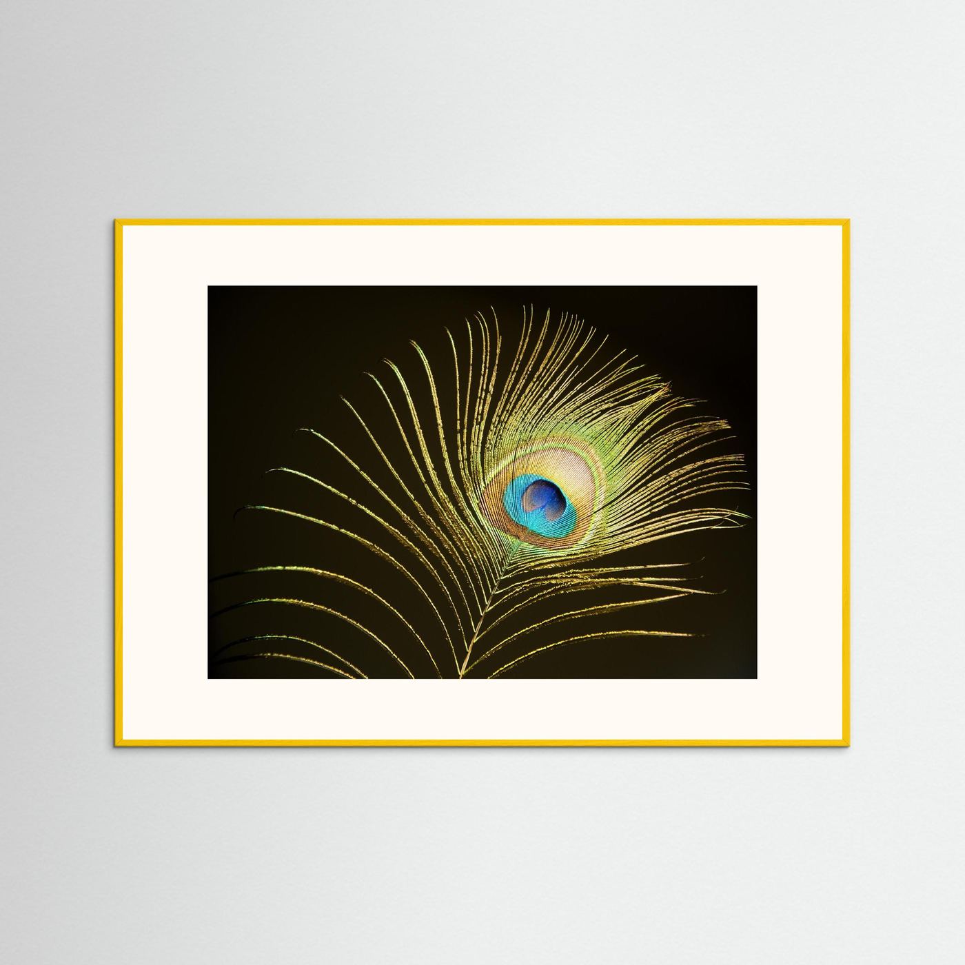 Peacock Feather in Sunlight