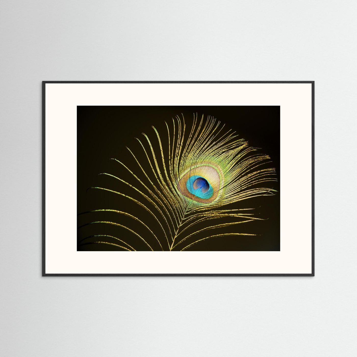 Peacock Feather in Sunlight