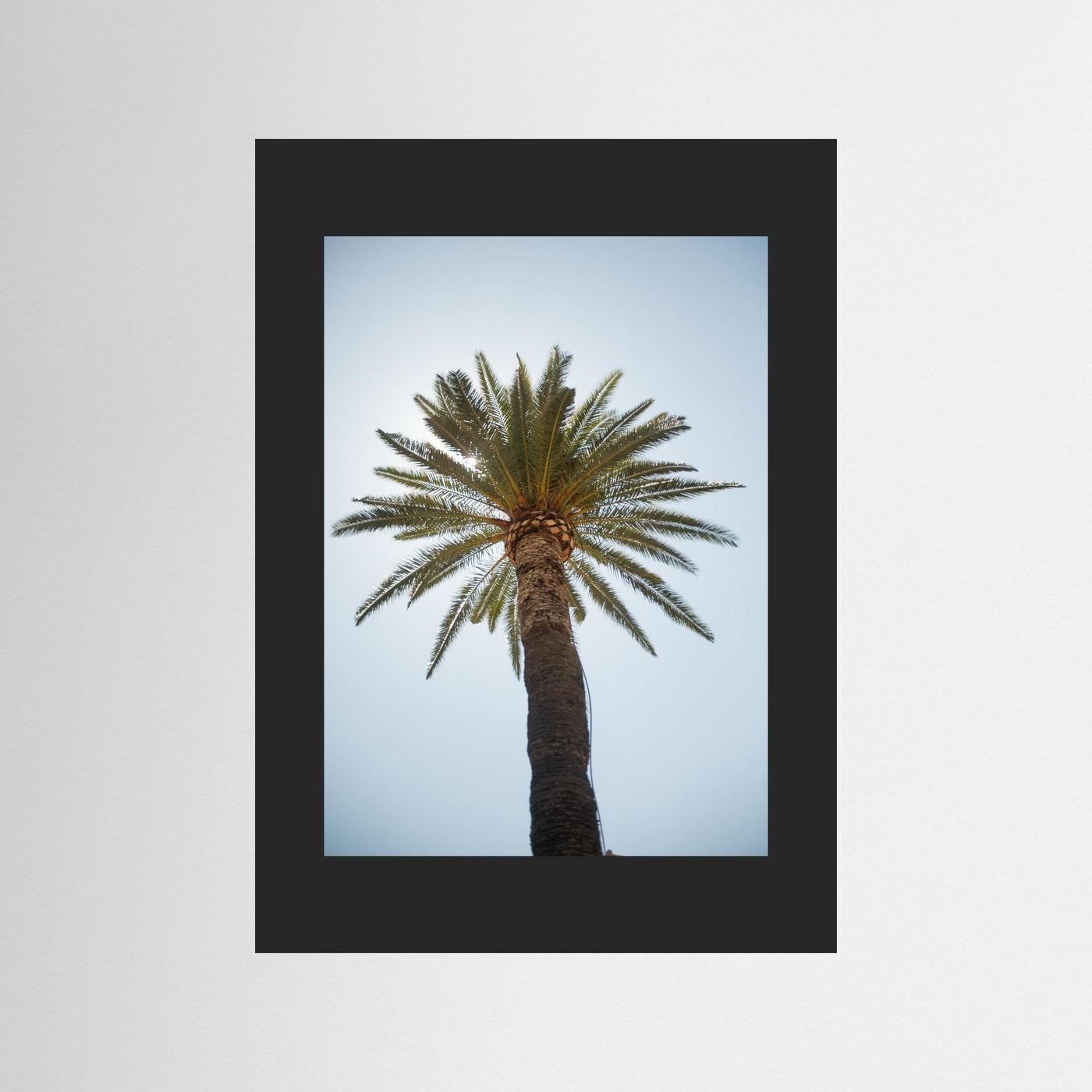 Under a Palm