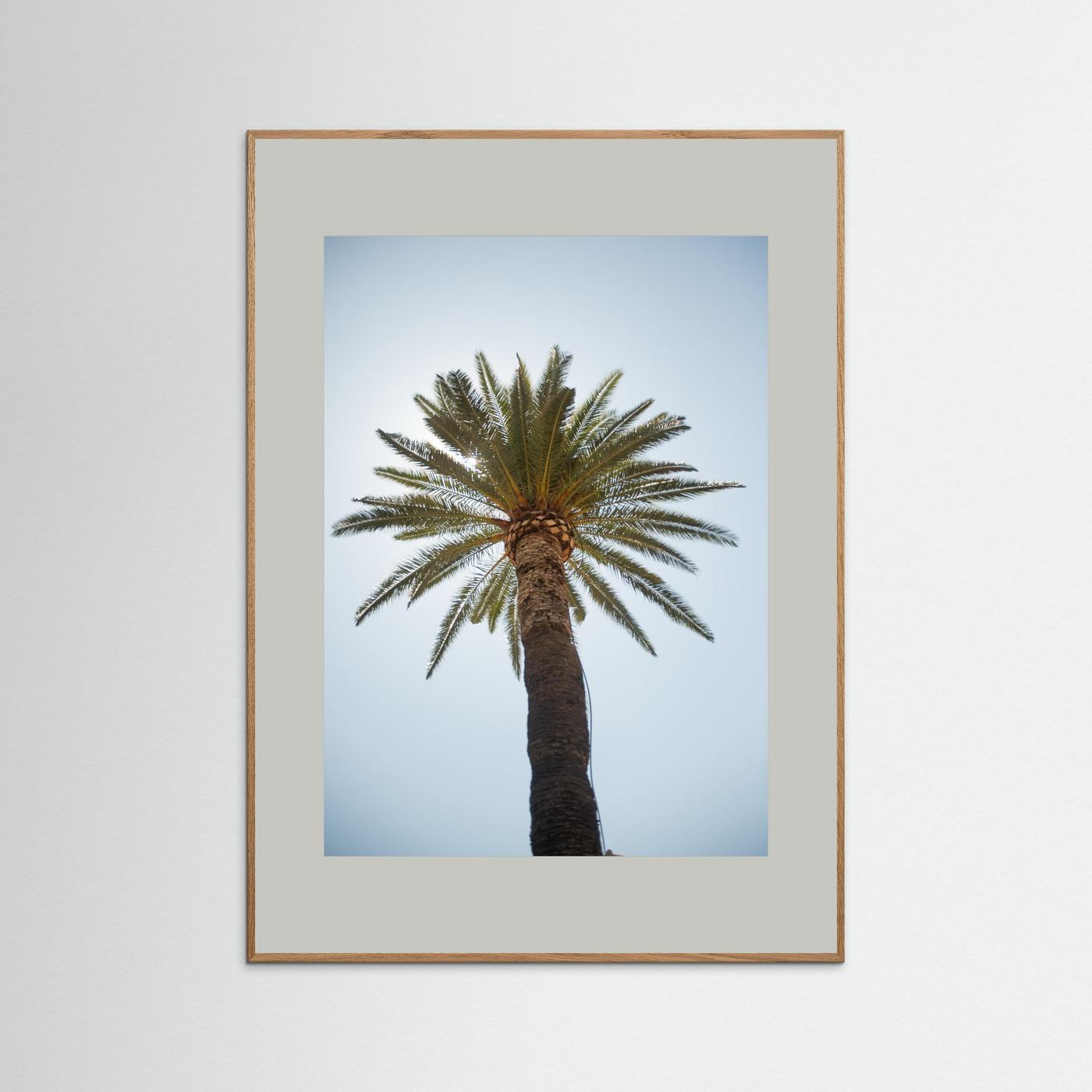 Under a Palm