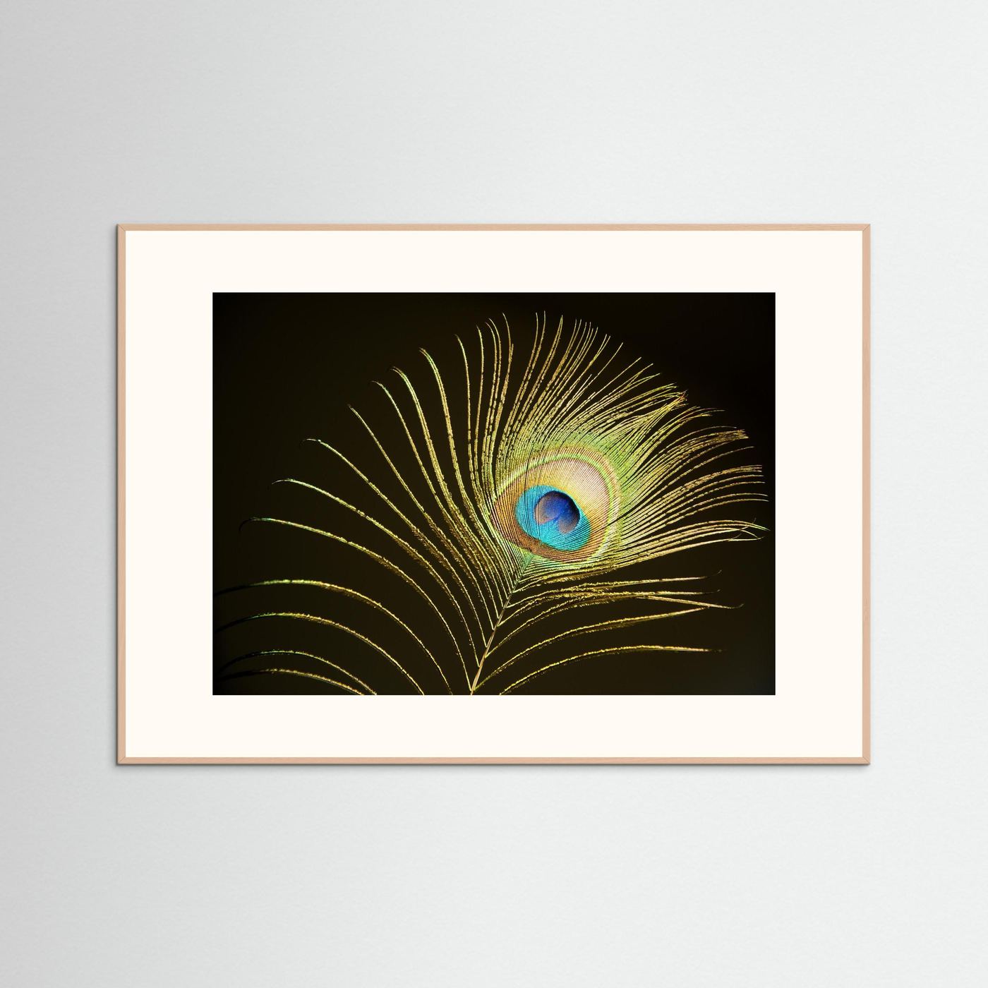 Peacock Feather in Sunlight