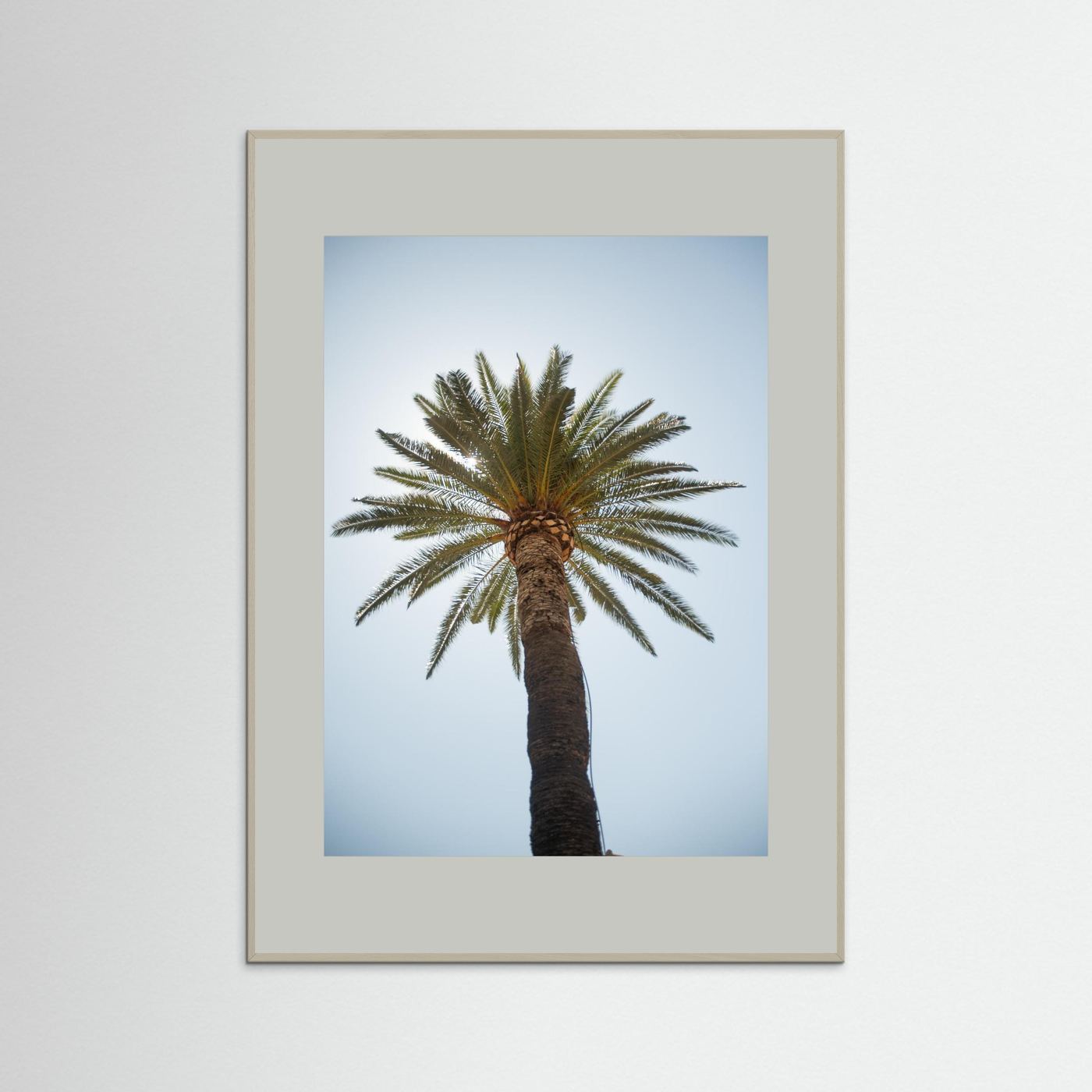 Under a Palm