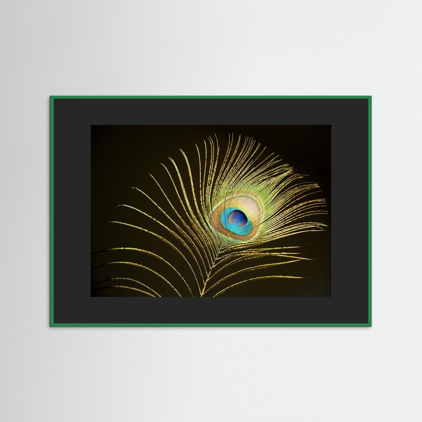 Peacock Feather in Sunlight