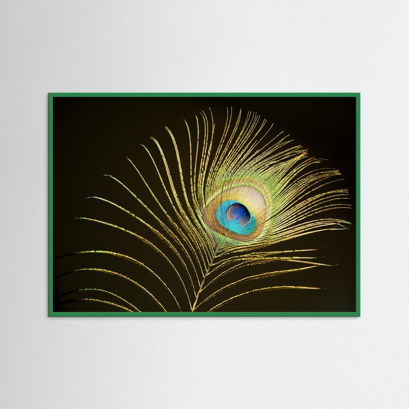 Peacock Feather in Sunlight