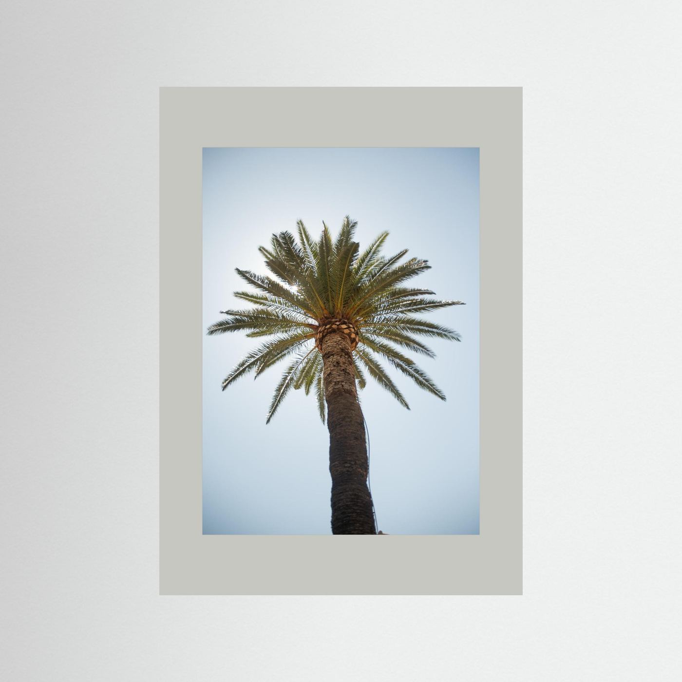 Under a Palm